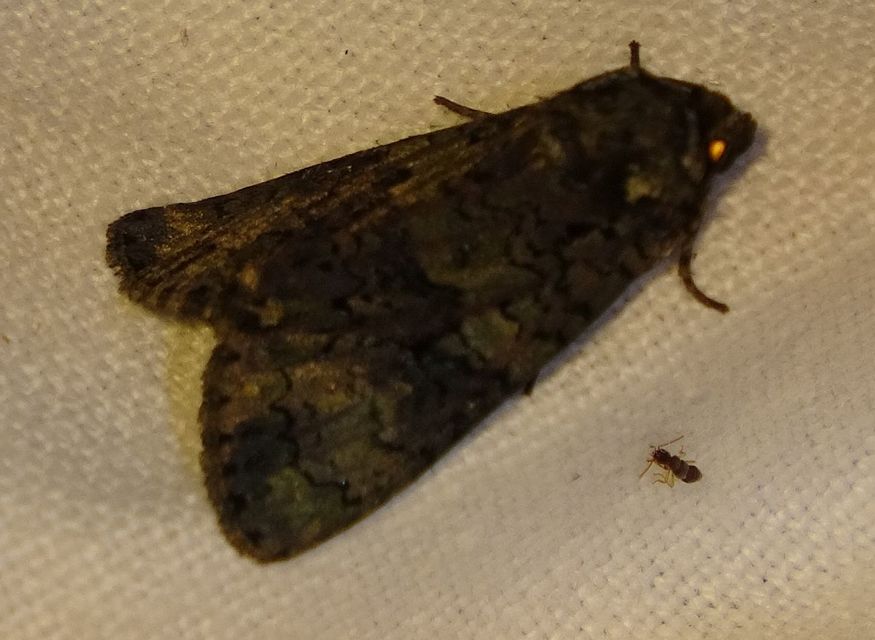 Craniophora ligustri - fagyalbagoly