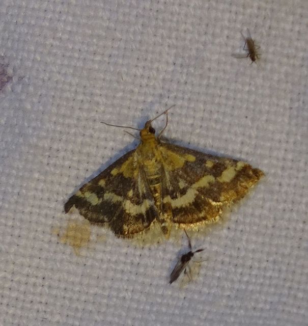 Pyrausta ostrinalis - ritka bíbormoly