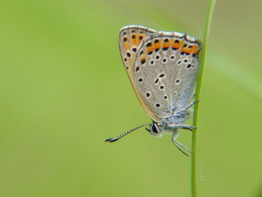 Lycaena thersamon - kis tűzlepke
