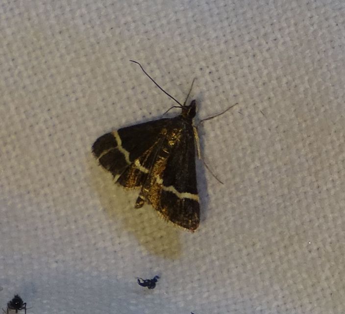 Pyrausta cingulata - fehéröves kormosmoly
