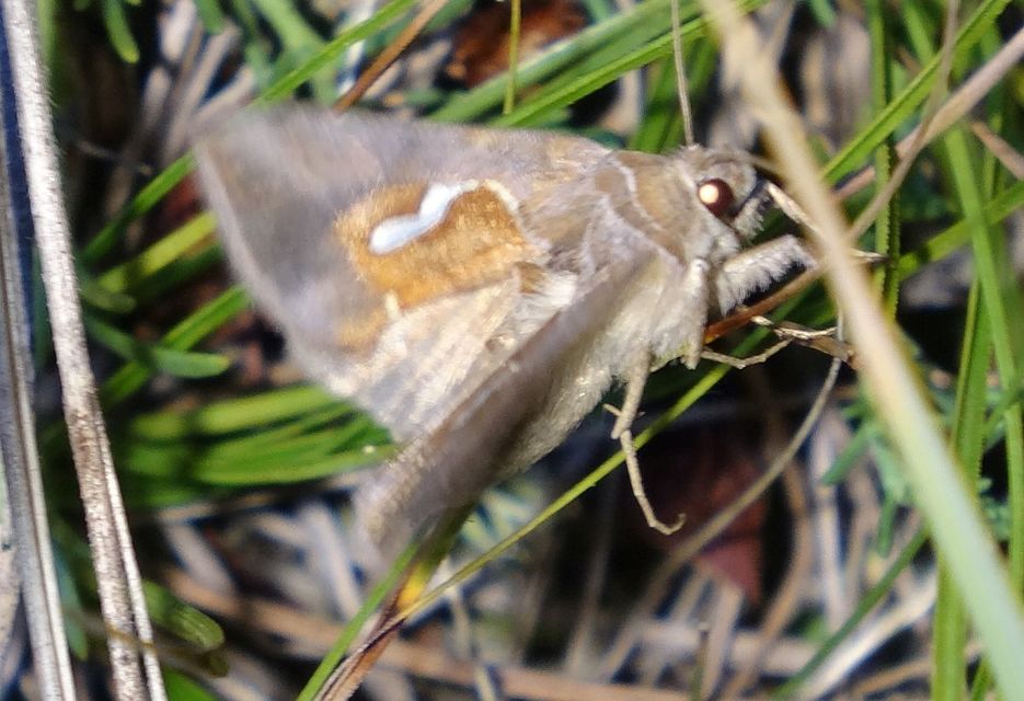 Macdunnoughia confusa - cseppfoltos ezüstbagoly
