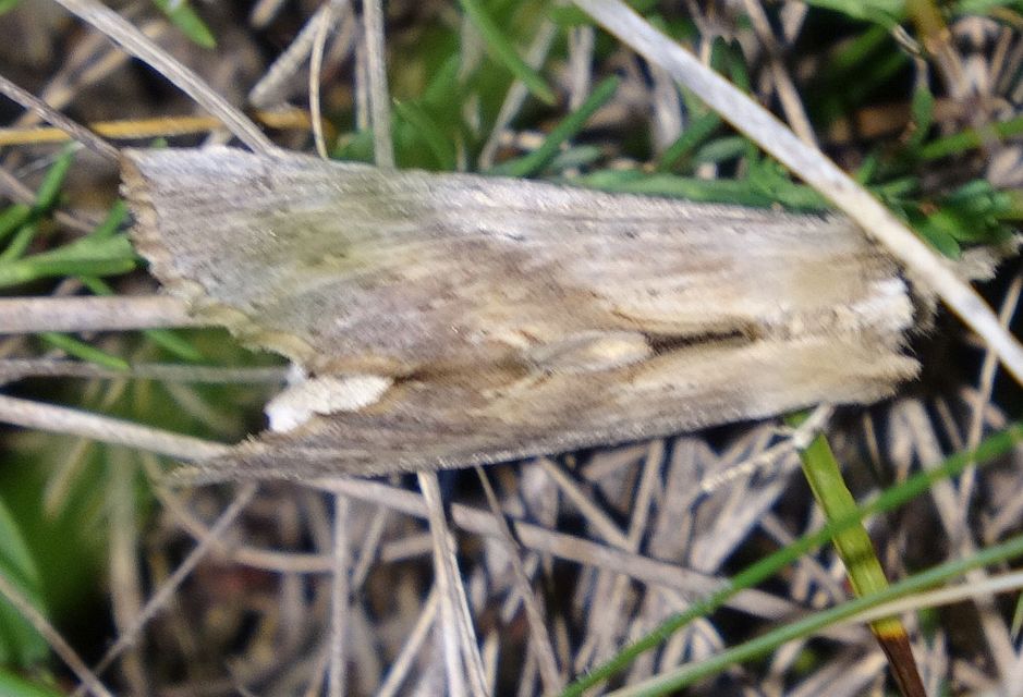 Pterostoma palpina - csőrös púposszövő