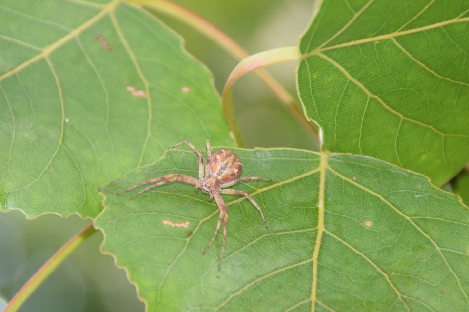 Philodromus buchari