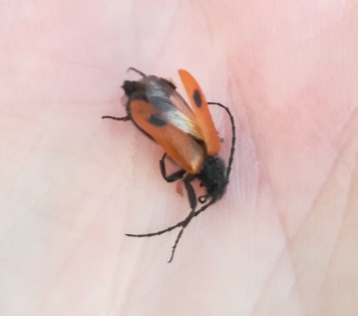 Apalus bimaculatus - kétfoltos élősdibogár