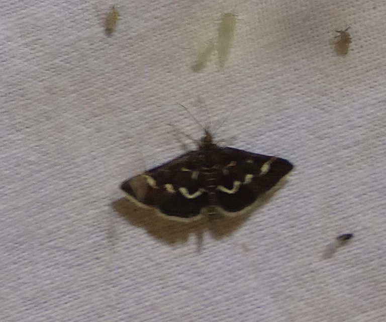 Pyrausta nigrata - fehérpettyes kormosmoly