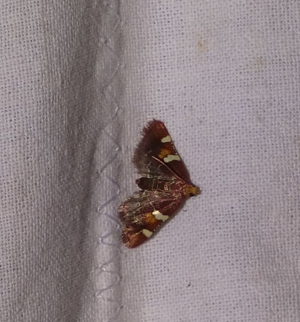 Pyralis regalis - pompás fényilonca