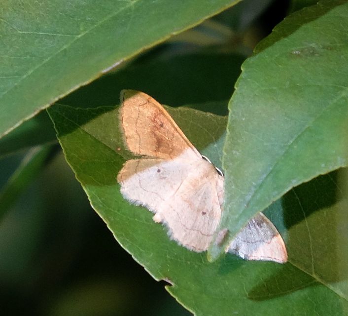 Idaea rubraria - vörössávos araszoló