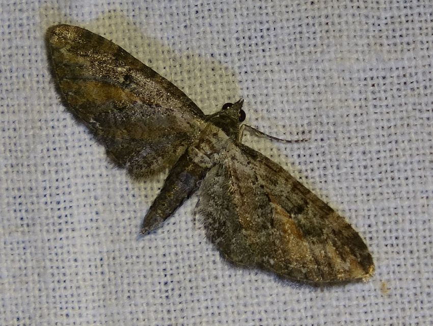 Eupithecia icterata - rozsdafoltos törpearaszoló