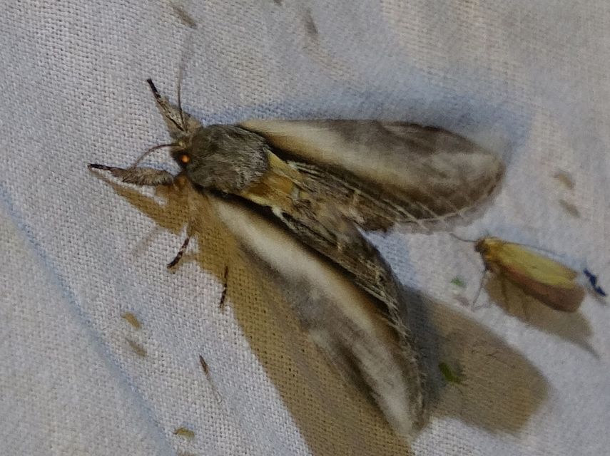 Pheosia tremula - nyárfa-púposszövő