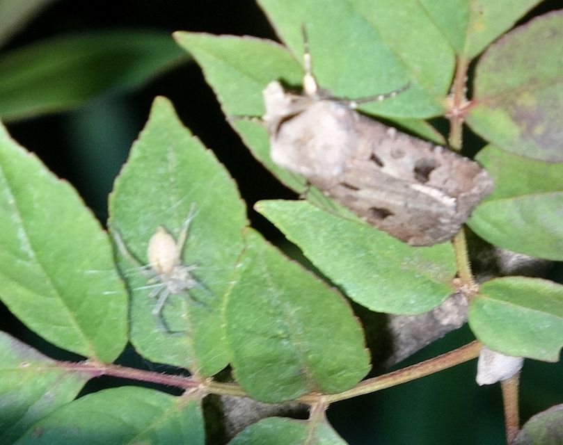 Agrotis exclamationis - felkiáltójeles földibagoly