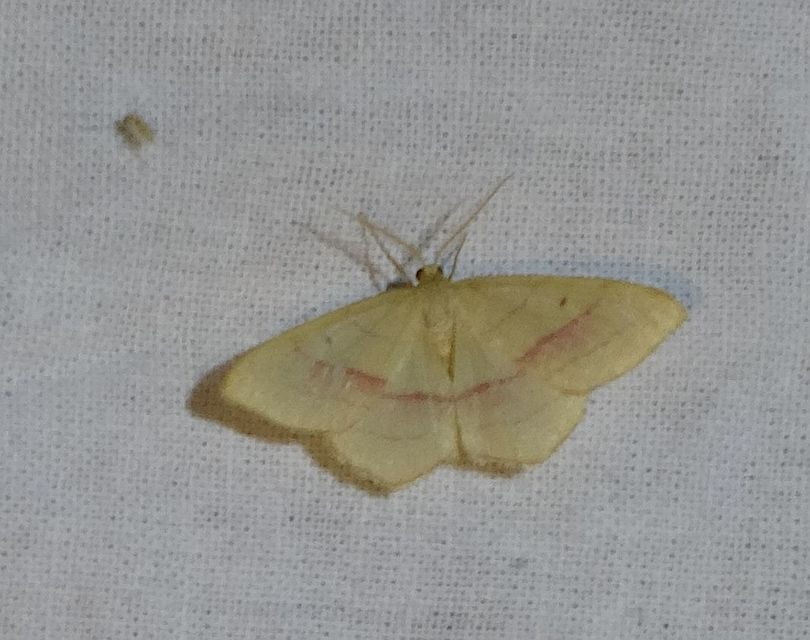 Rhodostrophia vibicaria - pirosszélű araszoló