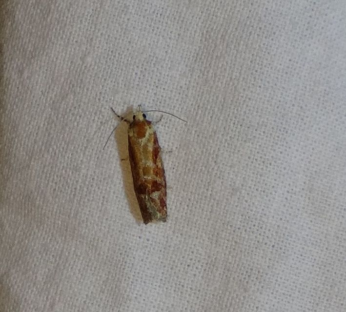 Rhyacionia
