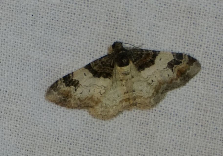 Catarhoe cuculata - csuklyás tarkaaraszoló
