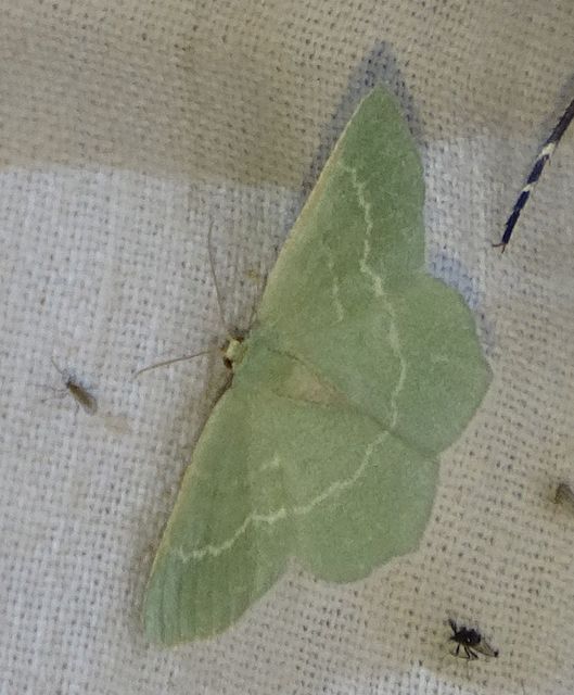 Chlorissa viridata/cloraria