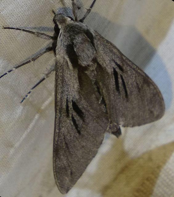 Hyloicus pinastri - fenyőszender