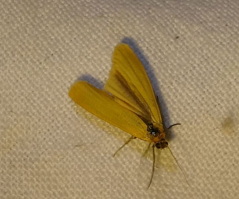 Eilema lutarella - narancsszínű zuzmószövő
