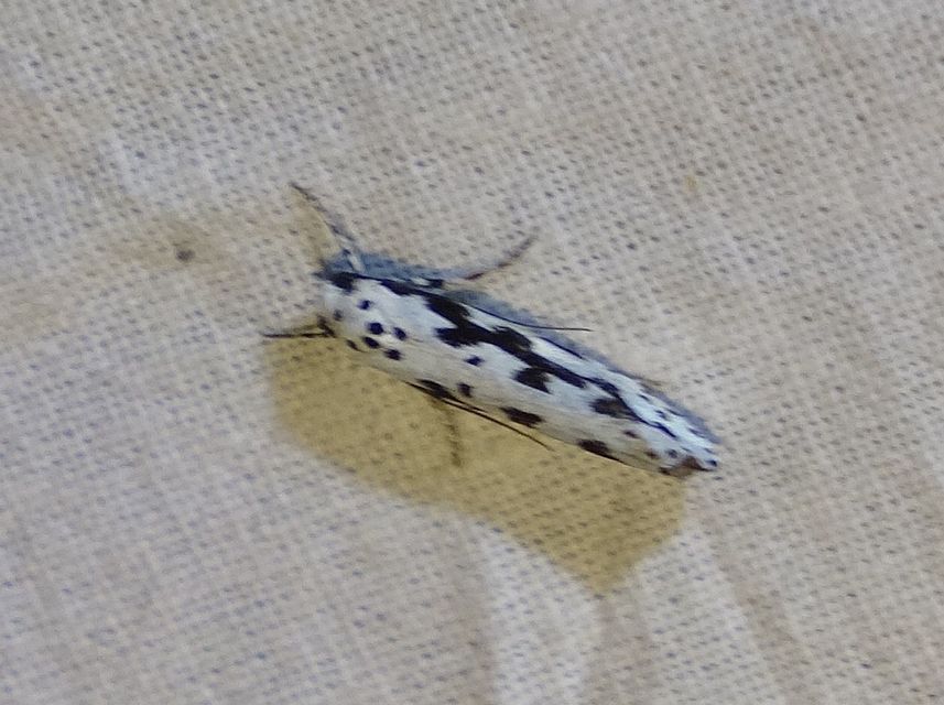 Ethmia