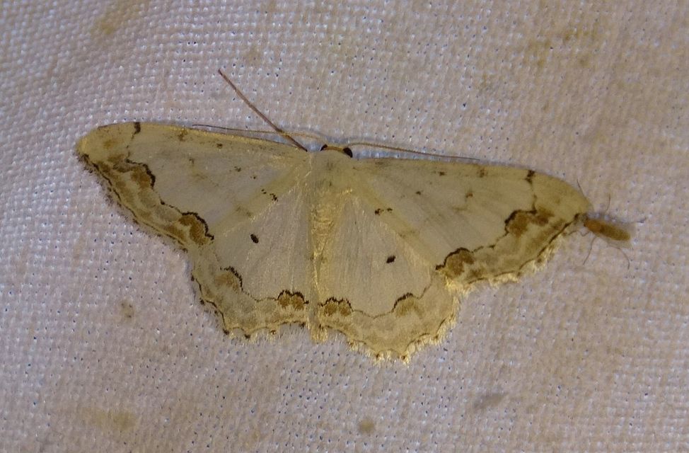 Scopula ornata - díszes fehéraraszoló