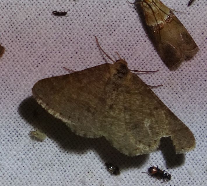 Tephrina murinaria - egérszínű araszoló