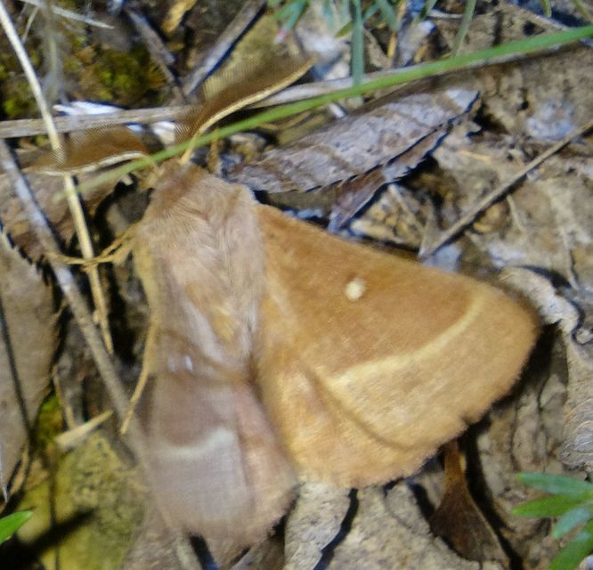 Lasiocampa trifolii - lóhereszövő