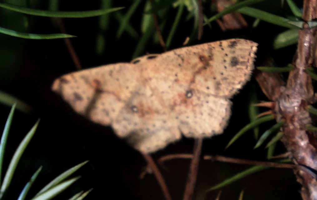 Cyclophora porata - körös pettyesaraszoló