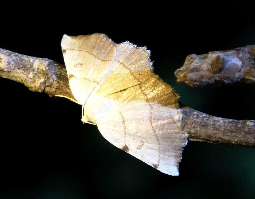 Eilicrinia trinotata - háromjegyű araszoló