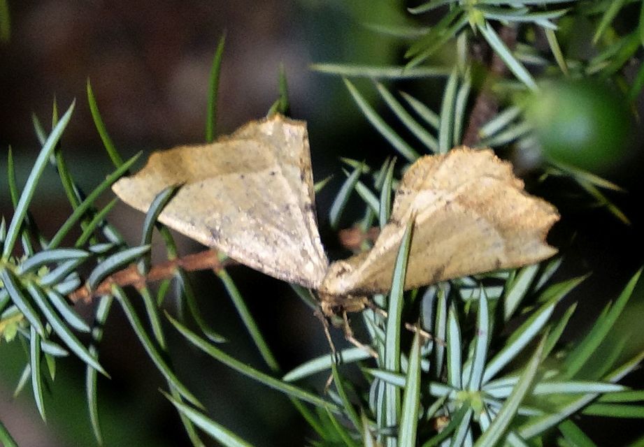 Artiora evonymaria - kecskerágó-araszoló