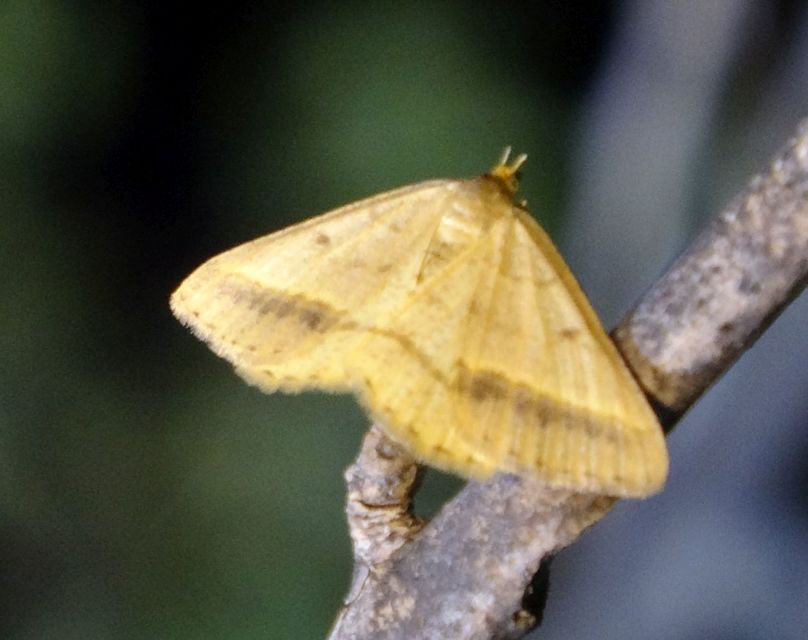 Tephrina arenacearia - lucerna-araszoló