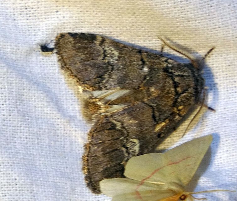 Drymonia querna - tölgyfa-púposszövő
