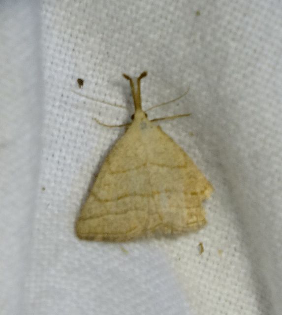 Polypogon tentacularia - sötétaljú karcsúbagoly