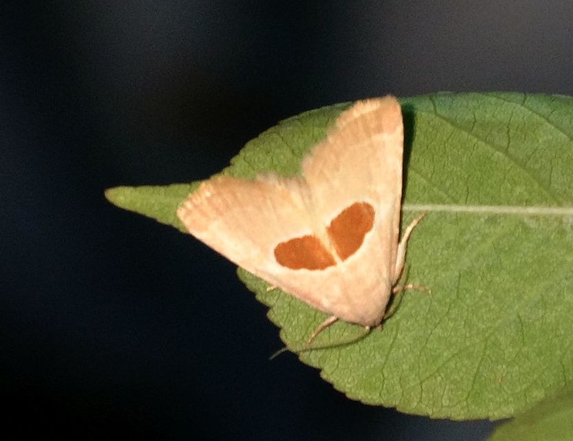 Calymma communimacula - pajzstetűfaló bagoly