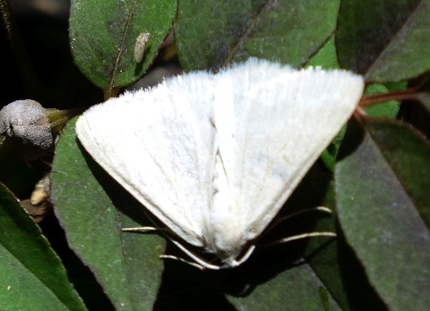 Pseudoterpna pruinata - hamvas zöldaraszoló