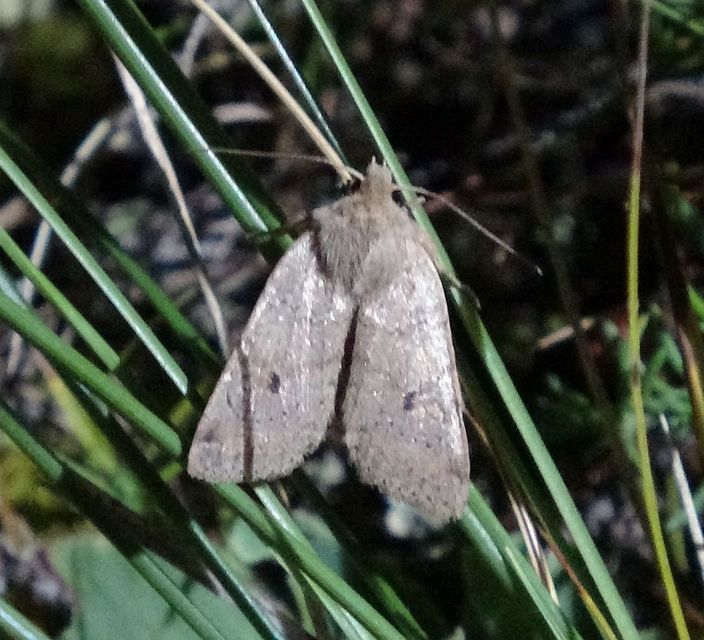 Propenistra laevis - könnyű őszibagoly