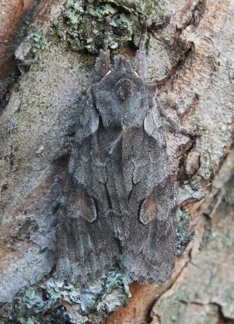 Lithophane furcifera - villás fabagoly