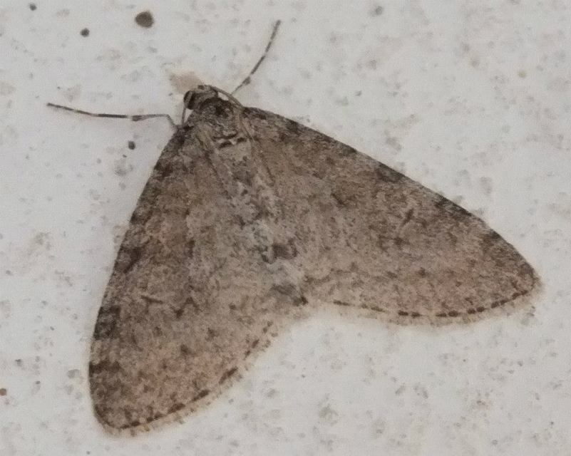 Trichopteryx carpinata - nyárfa-lebenyesaraszoló