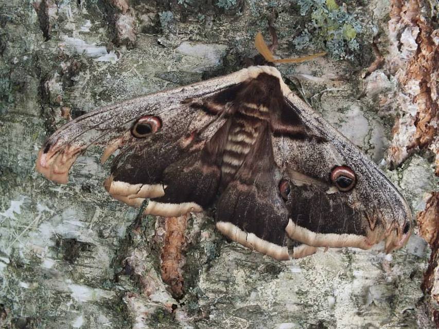 Saturnia pyri - nagy pávaszem