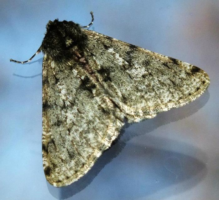 Apocheima pilosaria - zöldes tavasziaraszoló