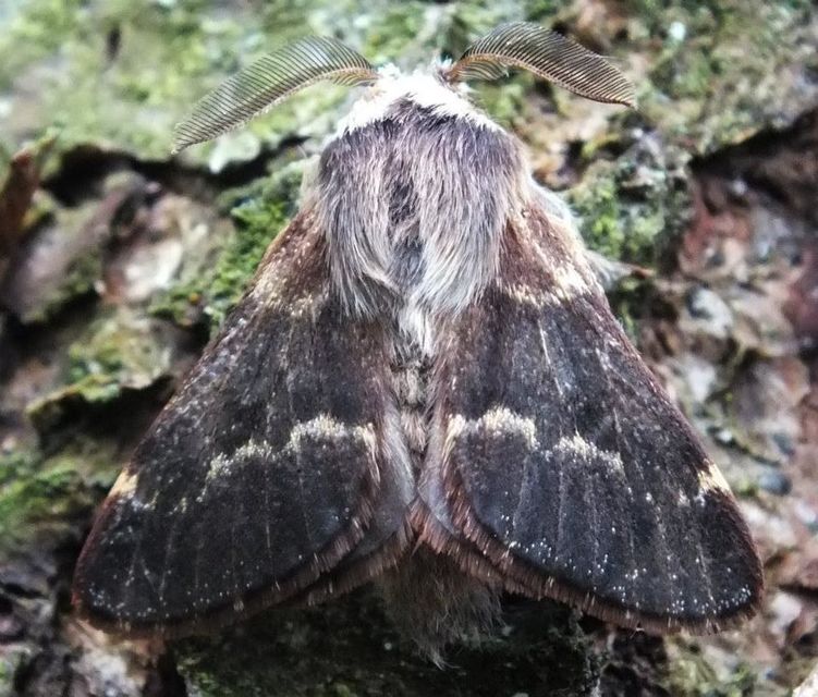 Poecilocampa populi - nyárfaszövő