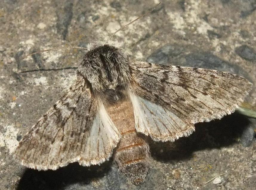 Dicranura ulmi - szilfa-púposszövő