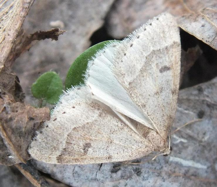 Theria rupicapraria - tavaszi kökényaraszoló
