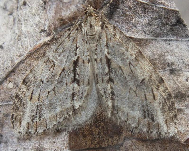 Trichopteryx polycommata - kőrisfa-lebenyesaraszoló