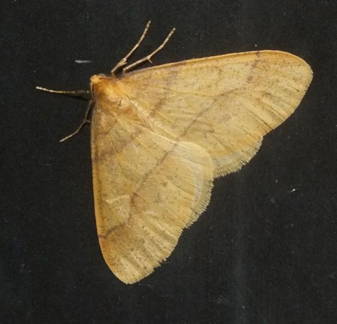 Agriopis aurantiaria - aranysárga téliaraszoló