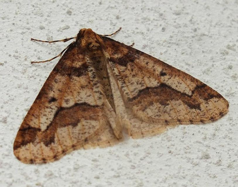 Erannis defoliaria - nagy téliaraszoló