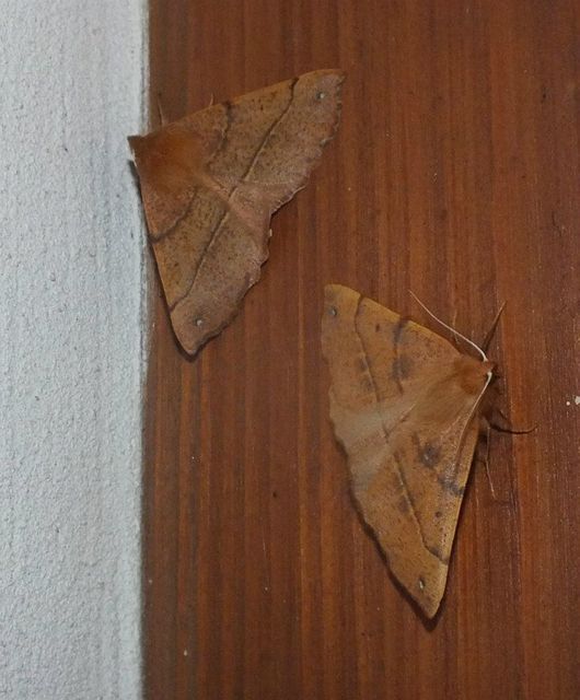 Colotois pennaria - tollascsápú araszoló