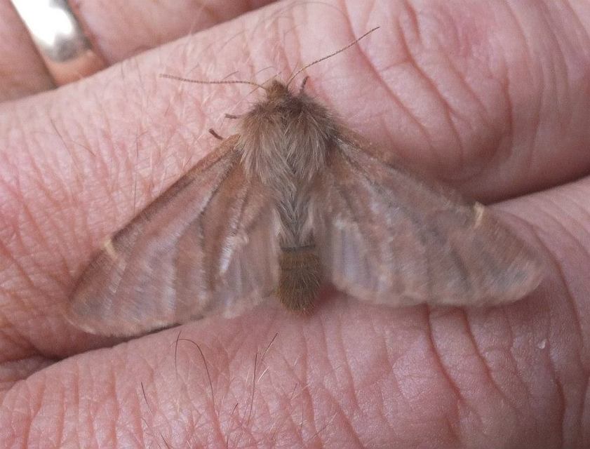 Ptilophora plumigera - tollas púposszövő