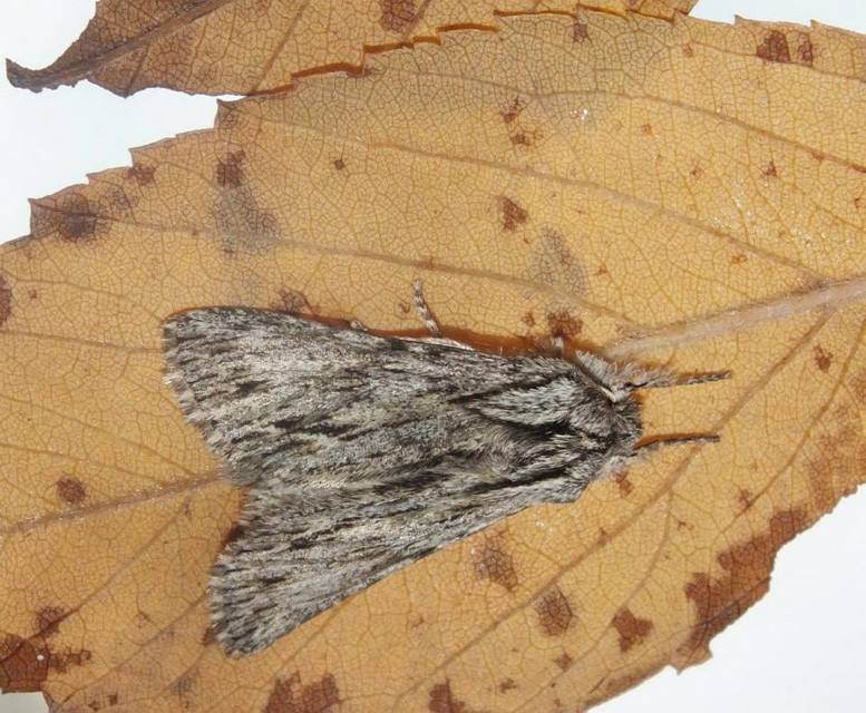 Asteroscopus sphinx - csillagnéző bundásbagoly