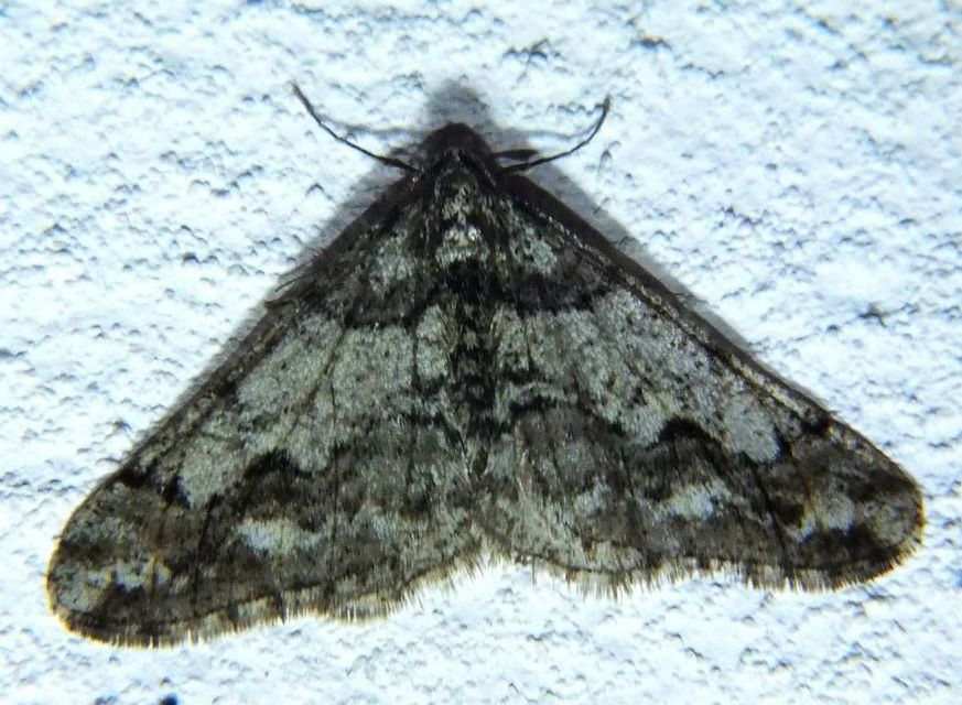 Agriopis leucophaearia - tölgy-tavasziaraszoló Agriopis leucophaearia - tölgy-tavasziaraszoló