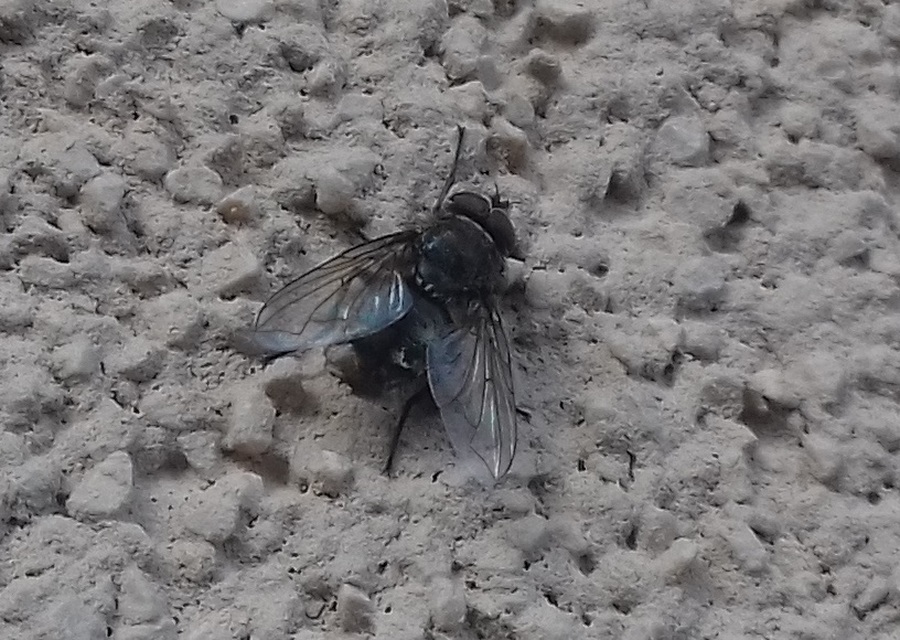 Calliphoridae - dongólegyek