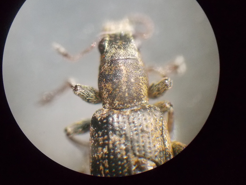 Sitona puncticollis - nagy csipkézőbogár