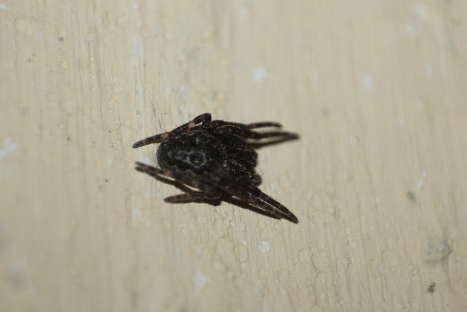 Nuctenea umbratica - közönséges rés-keresztespók
